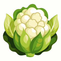 green cabbage isolated on white