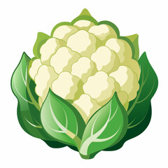 green cabbage isolated on white