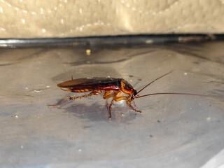 Close-up photo of a cockroach lying face down on a white floor. Cockroaches are disgusting and dirty insects, and are a source of disease.