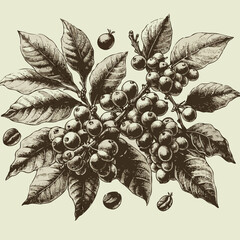 Coffee beans and ripe orange. Vector hand drawn illustration. Coffee beans on branch. Vector hand drawn illustration in sketch style. Coffee beans on the branch. Hand drawn. 