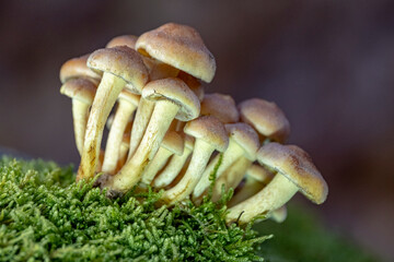 Fungi Hypholoma fasciculare. Detail of a poisonous fungus Hypholoma fasciculare in its natural habitat