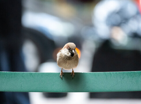 A small bird is perched on a green fence