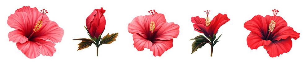 Set of red hibiscus flowers isolated on white background PNG.AI GENERATED