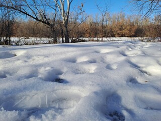 snow covered trees in winter