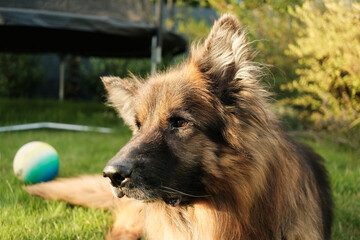 A dog is laying on the grass next to a blue and green ball