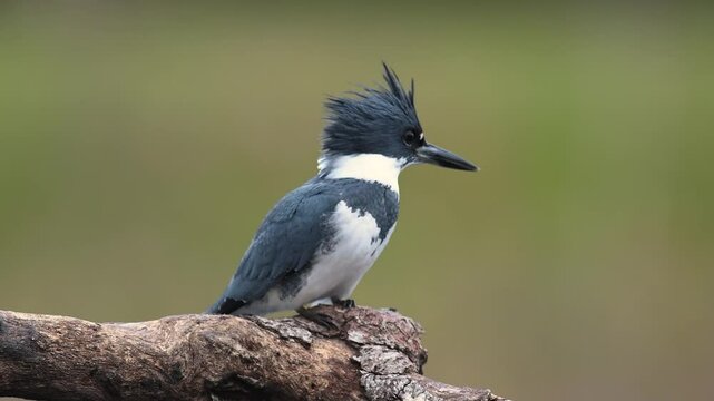 Belted kingfisher fishing in Florida