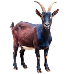 Fototapeta premium Black male goat isolated on transparent background 
