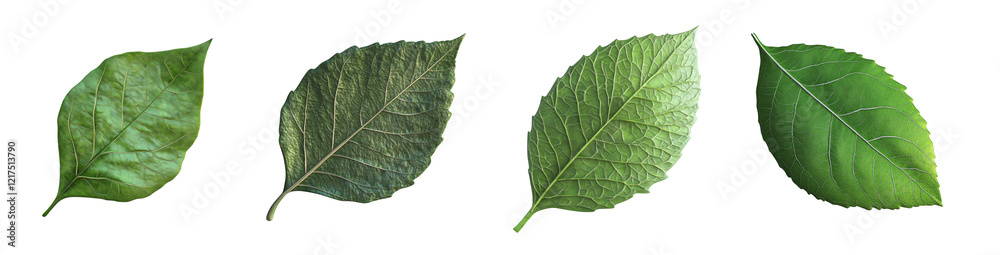 Poster a close-up image showcases four distinct green leaves, each exhibiting unique textural and shape var