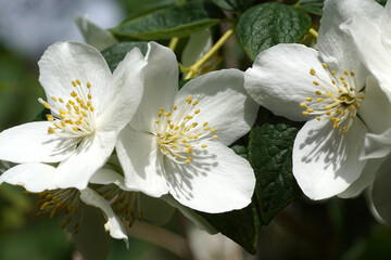 Close up white flowers and buds of the shrub Philadelphus coronarius (sweet mock orange, English dogwood. Family Hydrangeaceae. June, Dutch garden