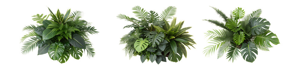 Collection of green leaves of tropical plants bush (Monstera, palm, rubber plant, pine, bird's nest fern). PNG, cutout, or clipping path.	
