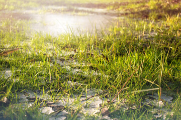 grass and water, frozen grass, spring, winter