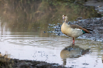 duck in the water of african masai mara grasslands