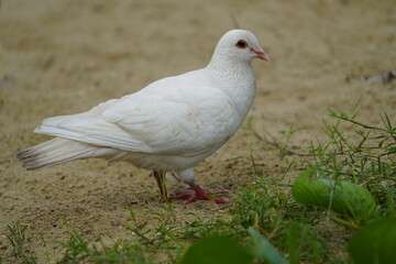 Snow white street pigeons on Iracema Beach eating coconut meat. Fortaleza - Ceará, Brazil.
