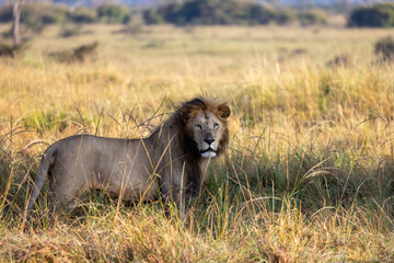 lion in the savannah grasslands of masai mara, looking straight in the camera