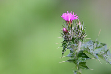 thistle flowers