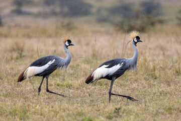 Fototapeta premium two grey crowned cranes in the masai mara savannah grasslands of masai mara, kenya