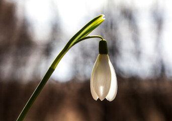 Snowdrop Galanthus belongs to the first flowers of spring.