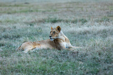 Lion sitting in the grass of masai mara grasslands of kenya, africa