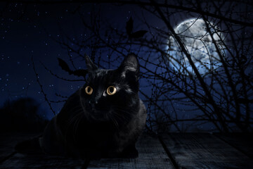 Fototapeta premium Creepy black cat and bats at night under full moon light