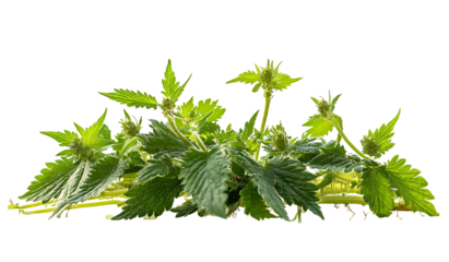 Green Stimulating nettle isolated on white background PNG.AI GENERATED
