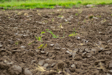 soil from an agricultural field prepared for spring planting