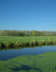 water-starwort resp.Callitriche at River Niers close to Wachtendonk,lower Rhine region,North Rhine-Westphalia,Germany