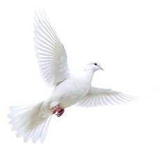 Obraz premium flying White Dove isolated on transparent background