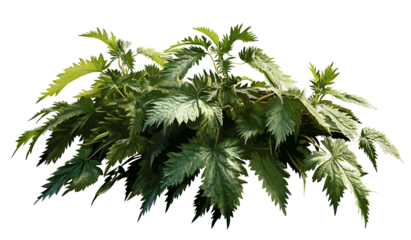 Stimulating nettle leaves isolated on white background PNG.AI GENERATED