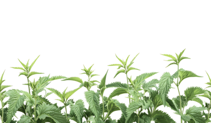 green leaves on white background PNG.AI GENERATED