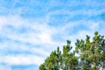 Obraz premium Natural wallpaper. Pine tree branches on blue cloudy sky background. Pine needle. Forest. Horizontal photo. No people, nobody. Banner. Copy space, blank, empty. 