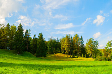 Forest spring landscape view, dense spring forest trees growing in the valley in sunny spring weather. Sweeping landscape view of forest spring nature