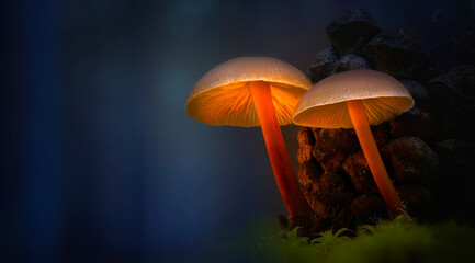 Fototapeta premium A photo of mushrooms displayed aesthetically in nature. Nature background. 