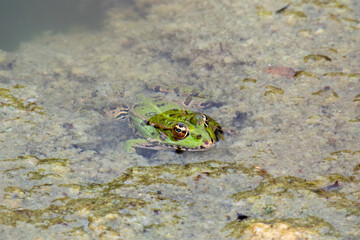 green Iberian frog (Pelophylax perezi) partially submerged in shallow water