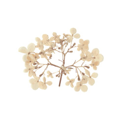 Pressed dried flower realistic illustration isolated on transparent background