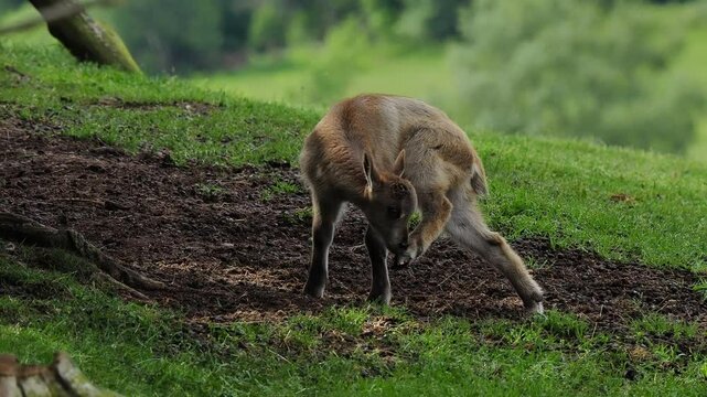 little himalaya tahr (Hemitragus jemlahicus) looks in different directions