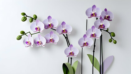 Delicate pastel purple orchids on a white background; stylized floral arrangement; minimalist aesthetic; for a home decor catalog or social media post
