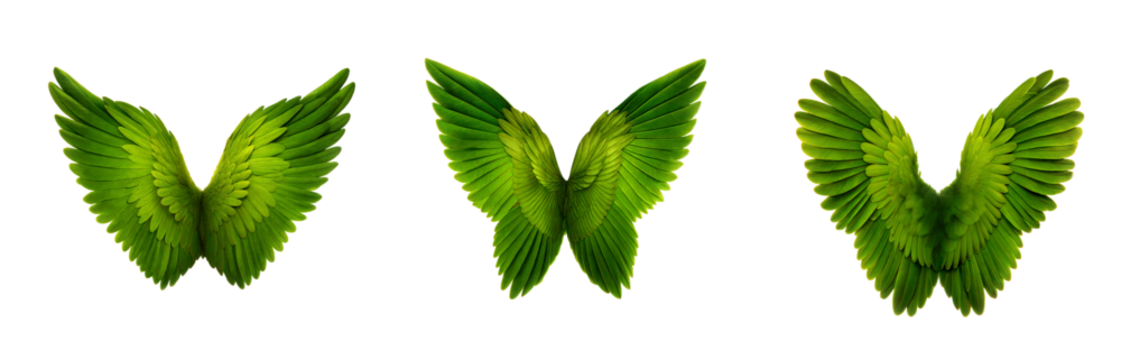 Set of three green angel  wings cut-out isolated on a transparent background