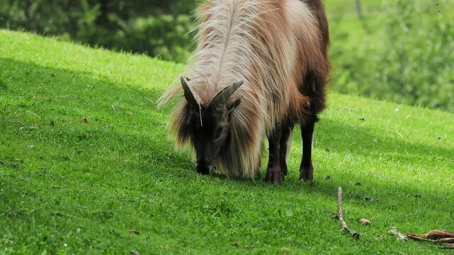  himalaya tahr (Hemitragus jemlahicus beautiful big animals eating grass) in the pasture