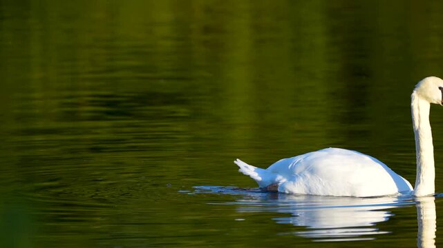 white swan swimming in the lake