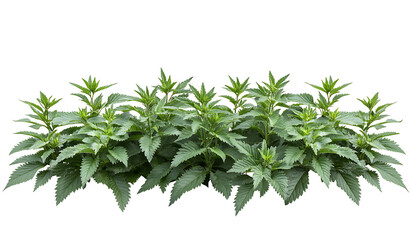 Obraz premium Stimulating nettle isolated on white background PNG.AI GENERATED
