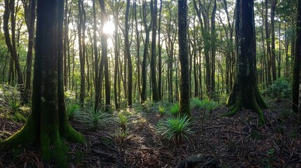 Obraz premium Sunlit Forest Scene With Moss Covered Trees