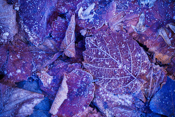 Leaves covered in ice after cold weather. A photo depicting the winter and autumn seasons. Natural background.