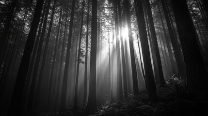 Naklejka premium Sunbeams Illuminate a Misty Redwood Forest