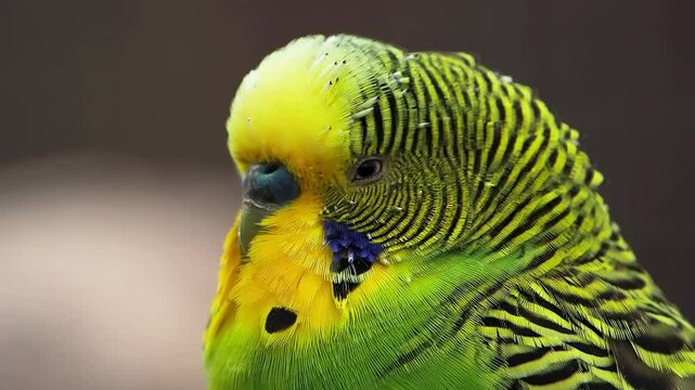 portrait of a budgie on a blurred background