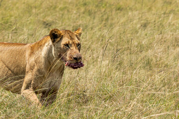 Lioness Walking Through the Grassland. A majestic lioness gracefully strides across the vast African grasslands, showcasing her strength and elegance in the wild. Captured in the heart of the savannah