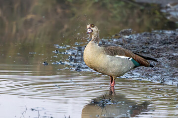 Egyptian Goose in the Water - Birds of Masai Mara. A detailed view of an Egyptian Goose swimming gracefully in the water, showcasing its distinctive plumage and vibrant markings