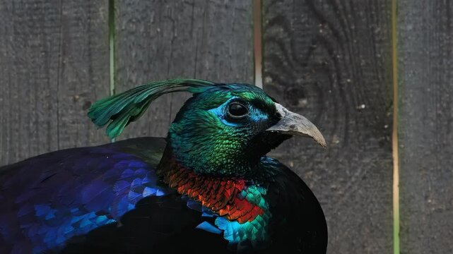 portrait of beautiful colorful Himalayan pheasant slow motion