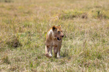 Lioness Walking Through the Grassland. A majestic lioness gracefully strides across the vast African grasslands, showcasing her strength and elegance in the wild. Captured in the heart of the savannah