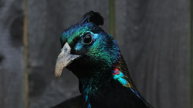 portrait of beautiful colorful Himalayan pheasant slow motion