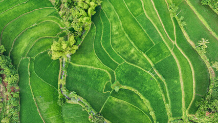 Aerial photo landscape of a large and neatly arranged rice field area. Aerial panorama of green rice fields with dividing lines and terraces in beautiful countryside